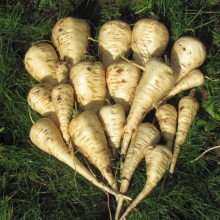 Пастернак Тарапунька и Штепсель (большой пакет)