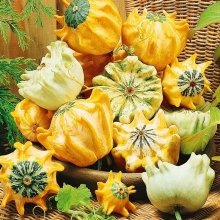 Патиссон Абажур F1