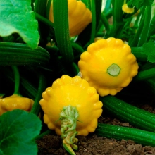 Патиссон Грошик