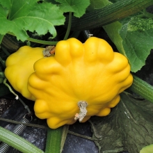 Патиссон Монетка