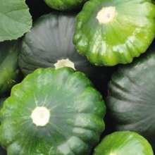 Патиссон Сынишка