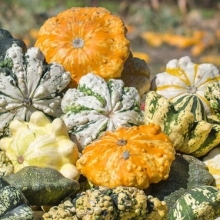 Патиссон Черепашка