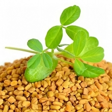 Пажитник сенной Шамбала