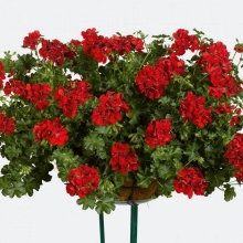 Пеларгония Беатрис (ампельная)