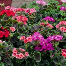 Пеларгония Блэк Вельвет F1 смесь