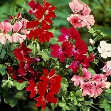 Пеларгония Летний дождь (курчавая) ампельная смесь