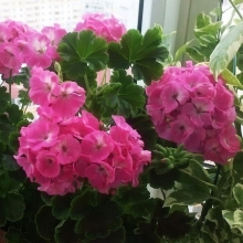 Пеларгония Найт Роуз F1