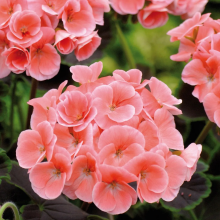 Пеларгония Найт Салмон F1