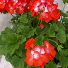 Пеларгония Санни Рейн F1