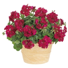 Пеларгония Шарлотта (ампельная)