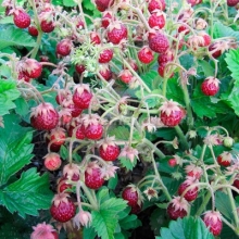 Земклубника Пенелопа (большой пакет)