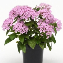 Пентас Баттерфляй F1 розовый