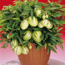 Дынная груша Консуэло (пепино)