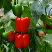 Перец Адмирал Ушаков F1