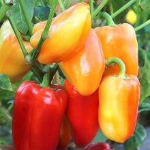 Перец Барби F1