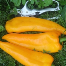 Перец Динозавр F1