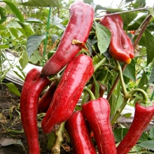 Перец Дольче де Испания