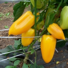 Перец Фонарик