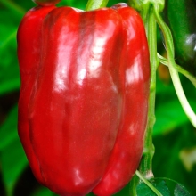 Перец Гигант России красный (большой пакет)
