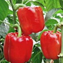 Перец Халиф F1