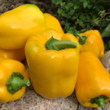 Перец Желтый букет