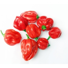 Перец Хаб красный