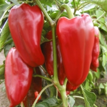 Перец Крепыш
