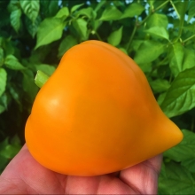 Перец Леся Оранжевая (большой пакет)