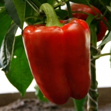 Перец Маршал Жуков F1