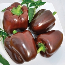 Перец Мегатон Молочный шоколад F1 (большой пакет)