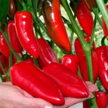 Перец Никки F1