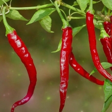 Перец Язык дракона