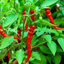 Перец Long Cayenne итальянский (большой пакет)