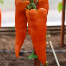 Перец Пиккадили