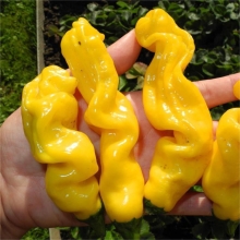 Перец Питер Пеппер Жёлтый (Peter Pepper Yellow) (большой пакет)