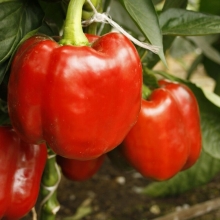 Перец Пончик F1