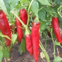 Перец Русский размер F1 острый