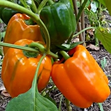 Перец Рыжий кот F1