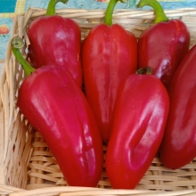 Перец Санькина любовь F1 (большой пакет)