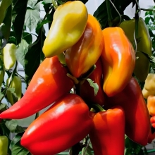 Перец Сапсан