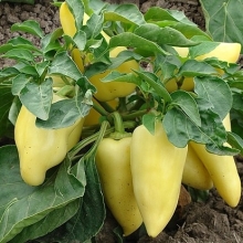 Перец Фехер