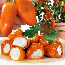 Перец Клара F1 (мини паприка)