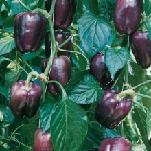 Перец Текила F1