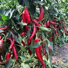 Перец Tukush F1 (большой пакет)