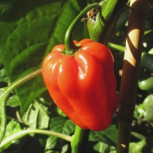 Перец Восточный базар