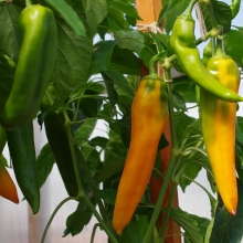 Перец Забор F1 Желтый