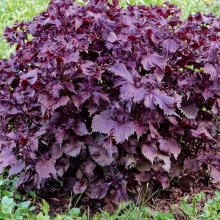 Перилла Пурпур