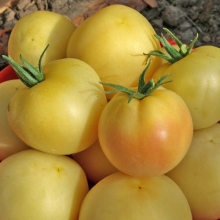 Томат Персик Белый F1 (Вкуснятина)