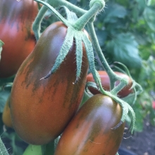 Томат Перцевидный шоколадный