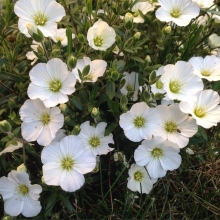 Песчанка Белое облако горная (аренария)